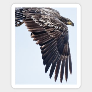 The Wing of a Juvenile Bald Eagle Sticker